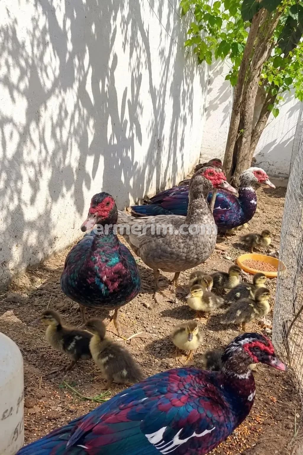 Ördək balası — şəkil 1