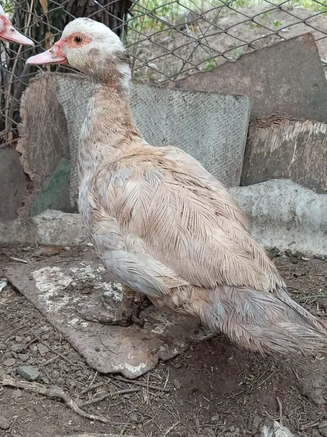Ördək