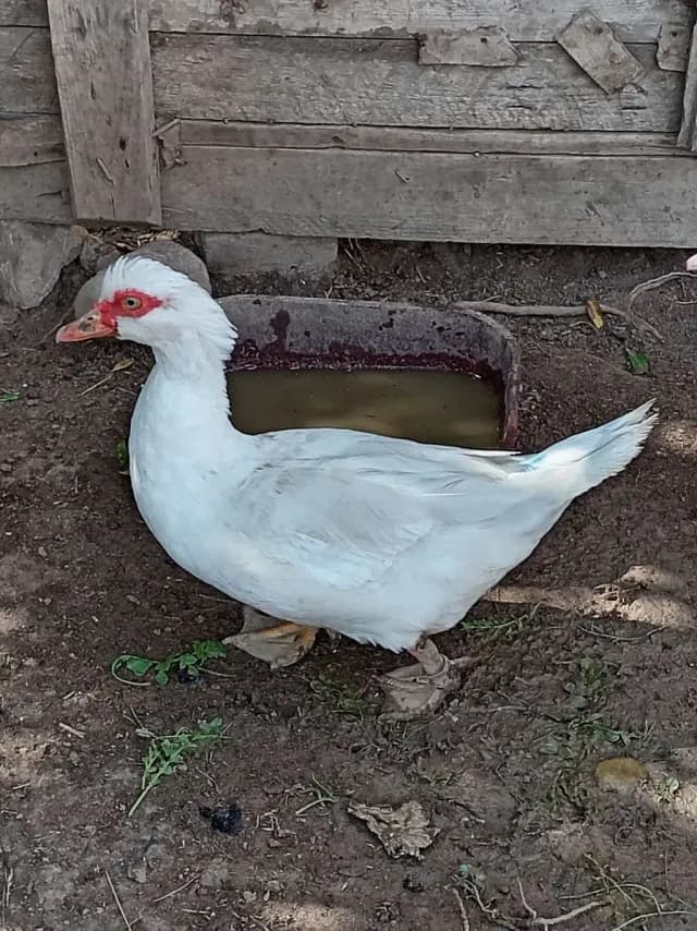 Ördək
