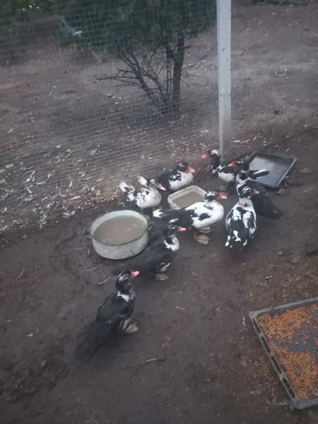 Ördək