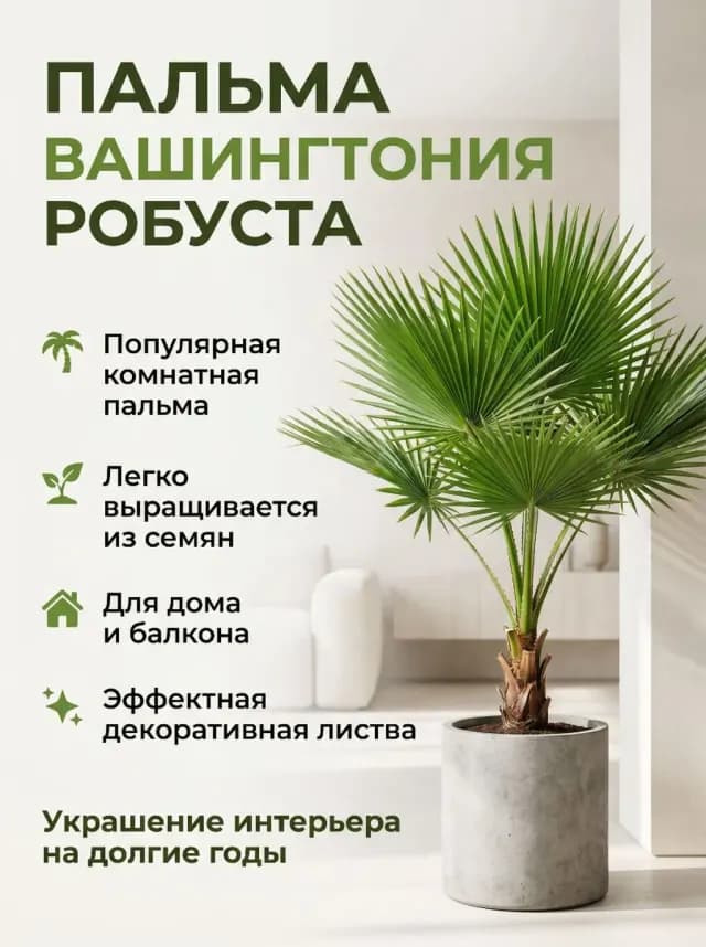 Palma ağacı