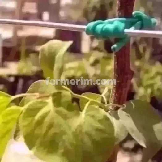 Ağac bağlamaq üçün agro rezin italiya — фото 5