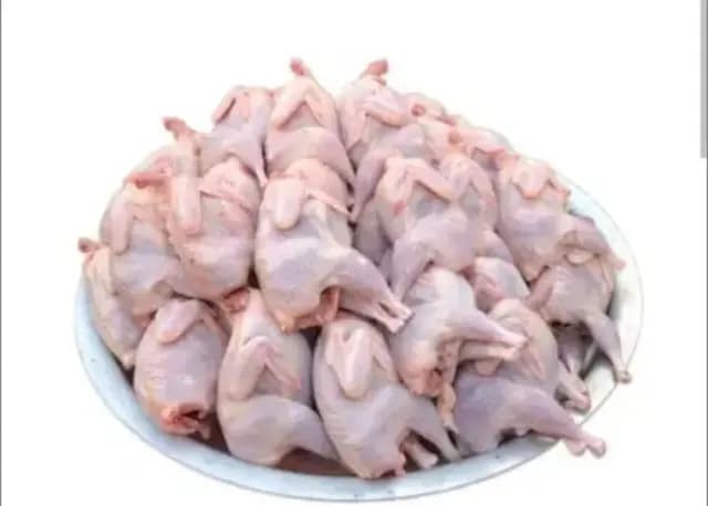 Bildirçin