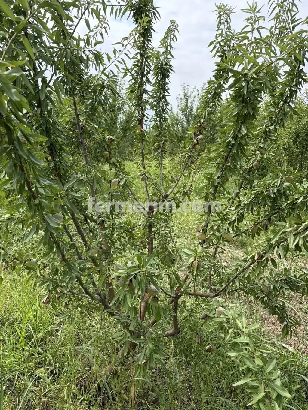 Badam — photo 3