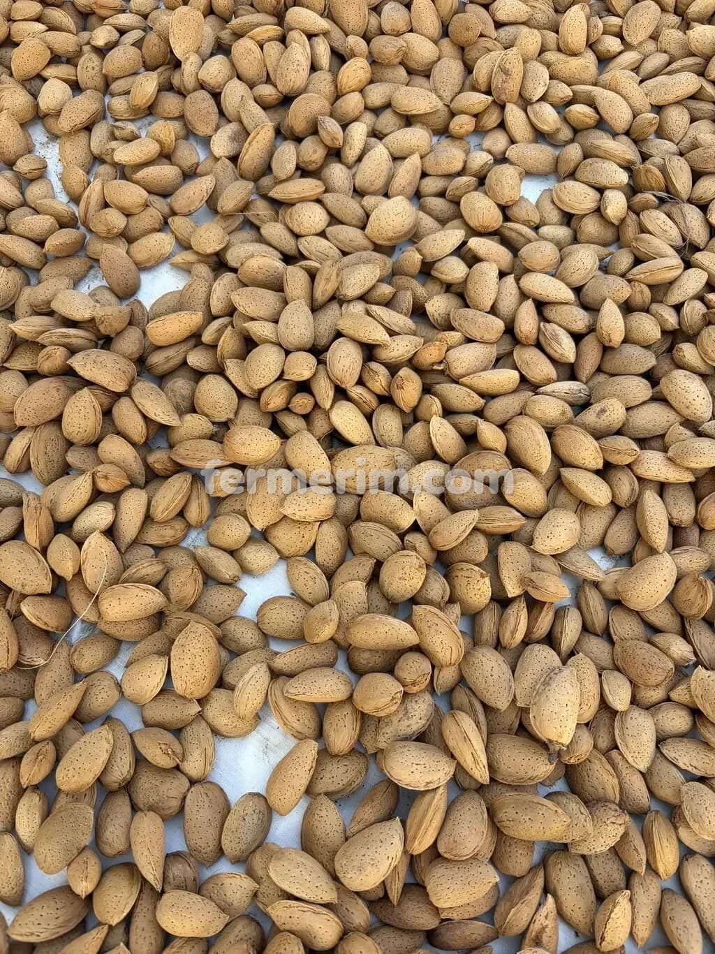 Badam — photo 1
