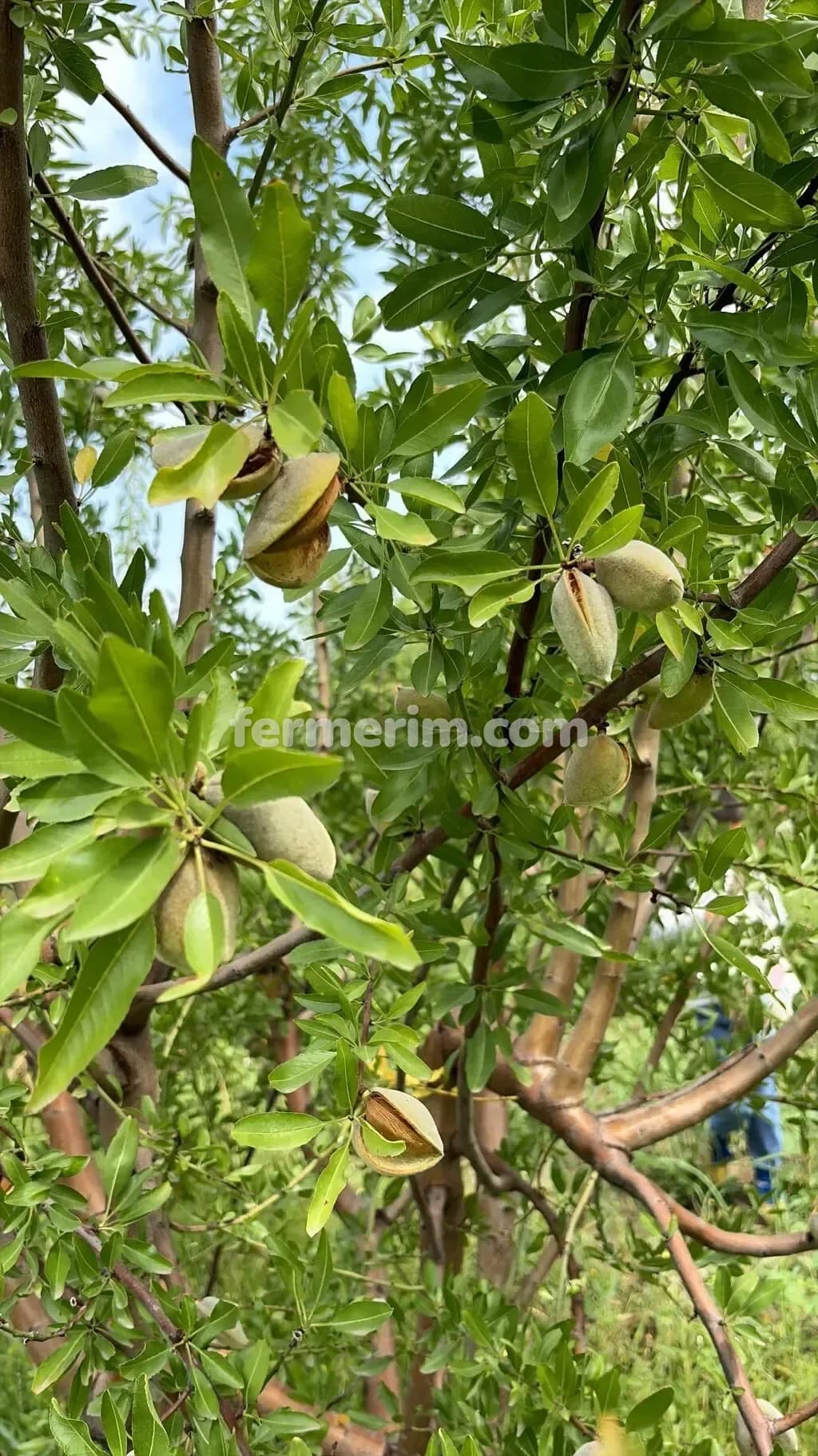 Badam — photo 2