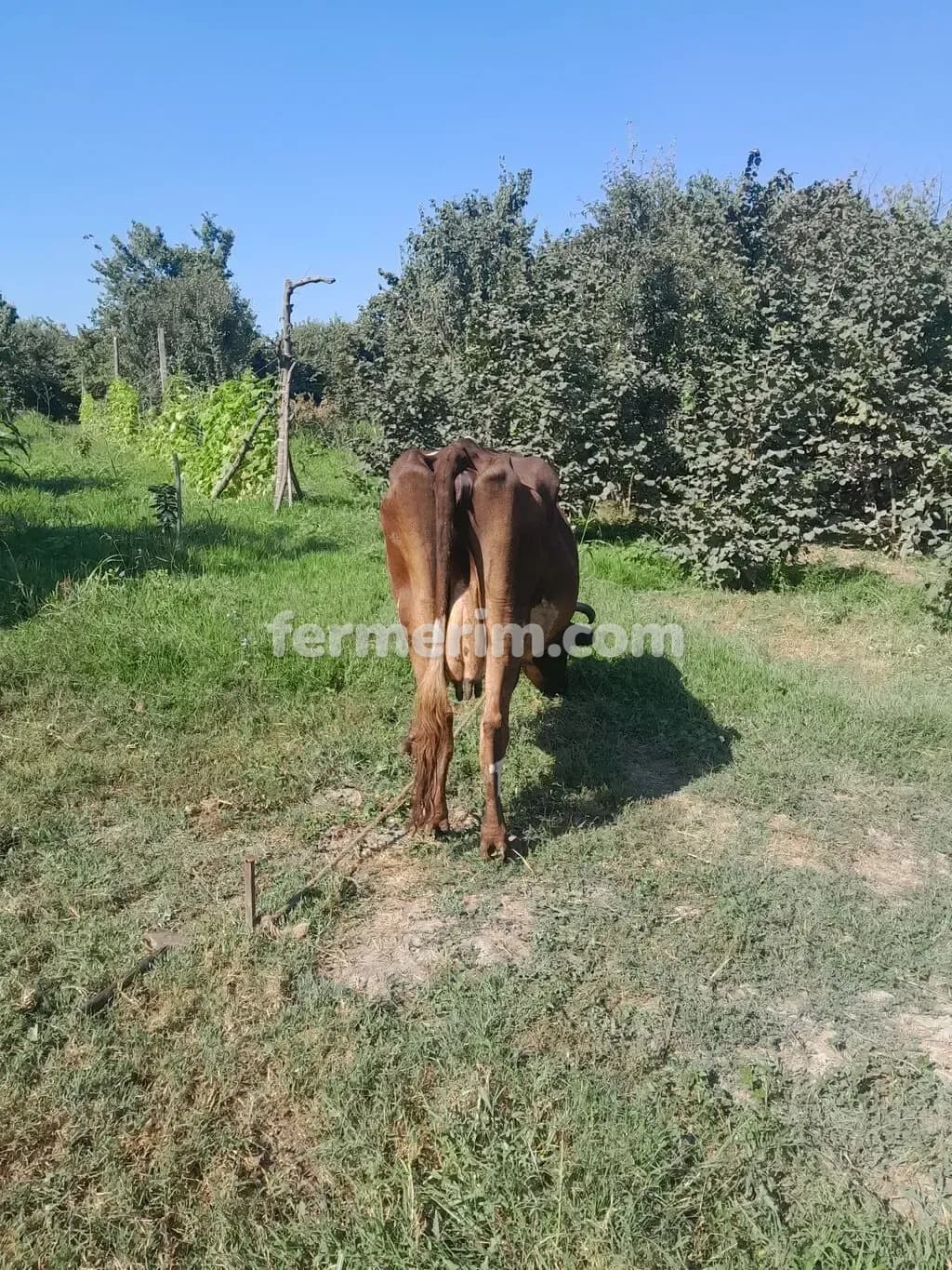 İnəklər — photo 5