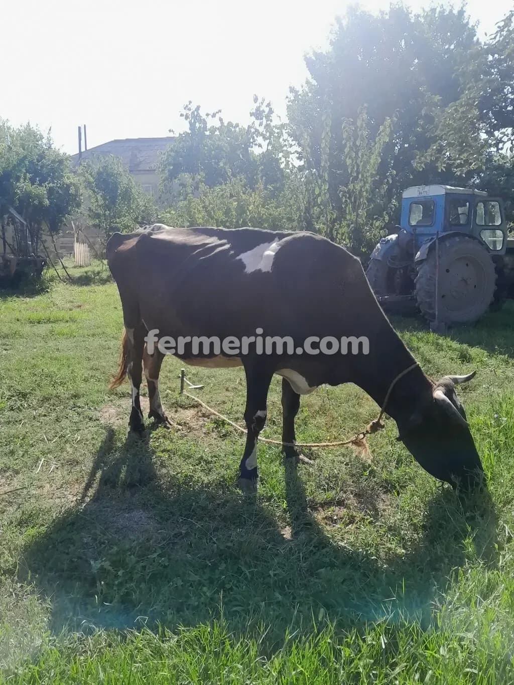 İnəklər — photo 3