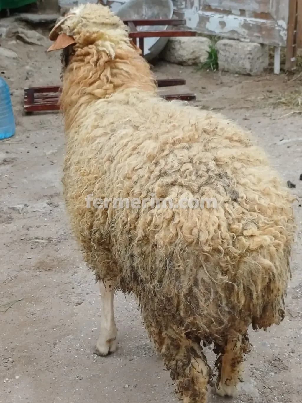 Qoç — şəkil 2