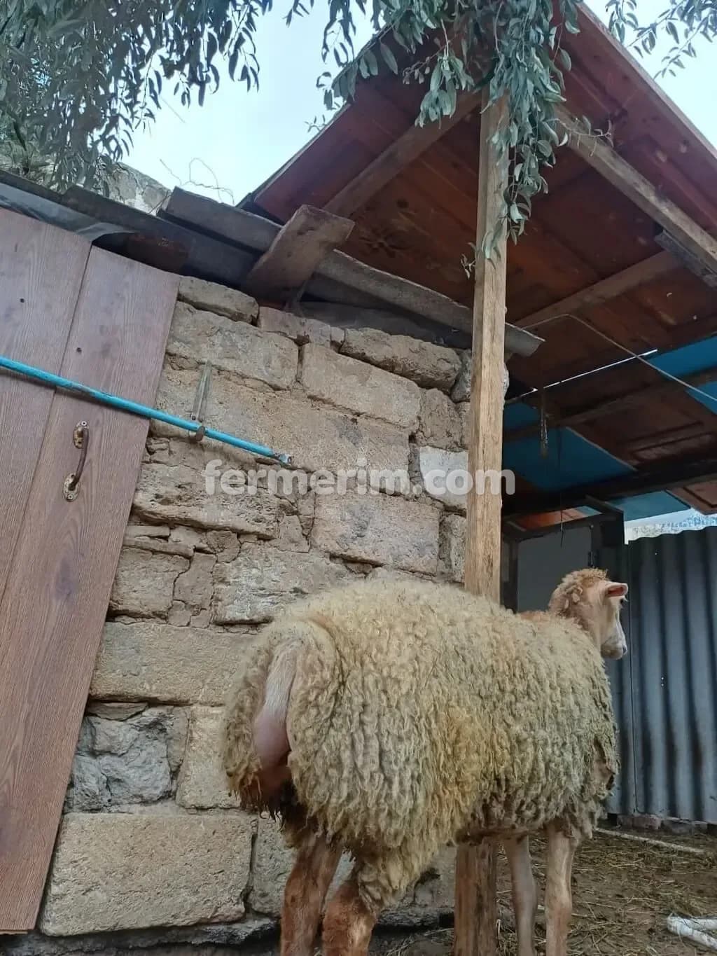 Quzu — şəkil 2