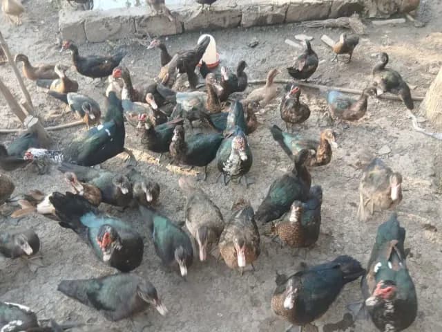 Ördək