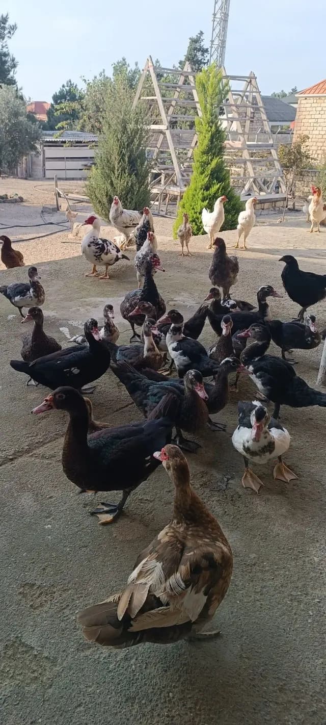 Ördək