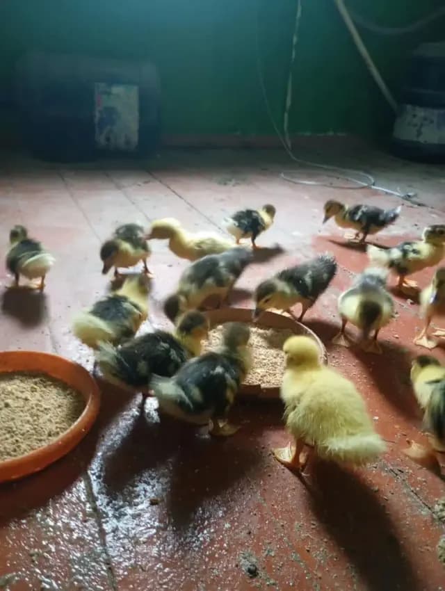 Ördək balası