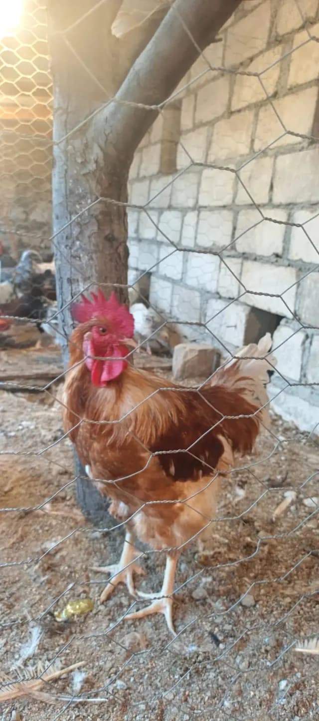 Toyuqlar