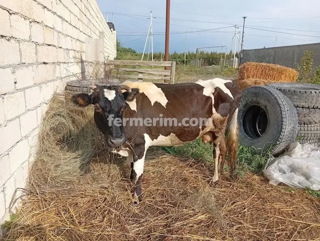 Balalı inək — photo 2