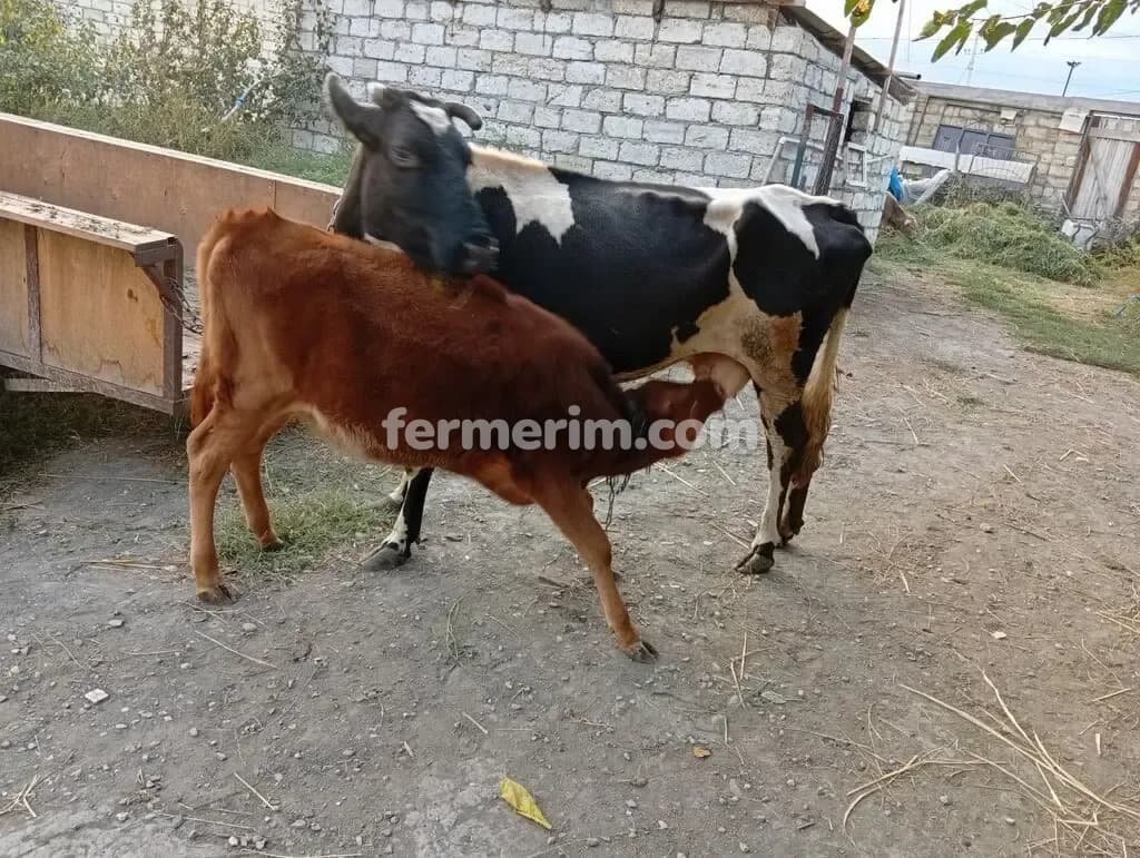 Balalı inək — photo 1