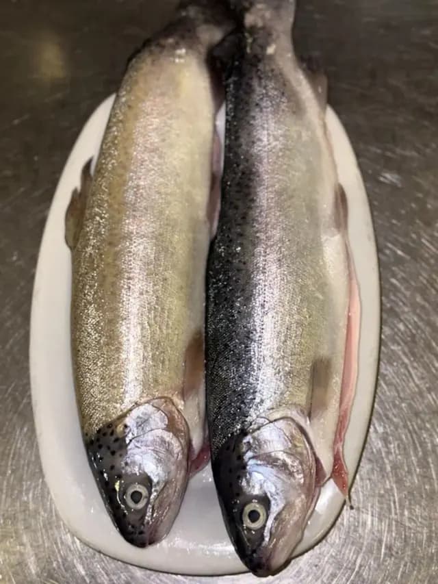 Forel