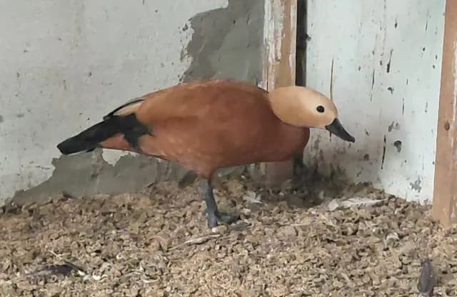 Ördək