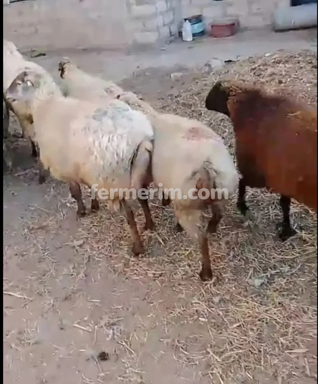 Qoyunlar — şəkil 1