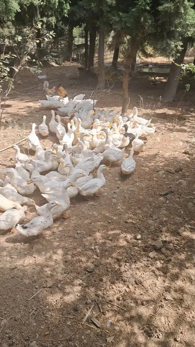 Ördək
