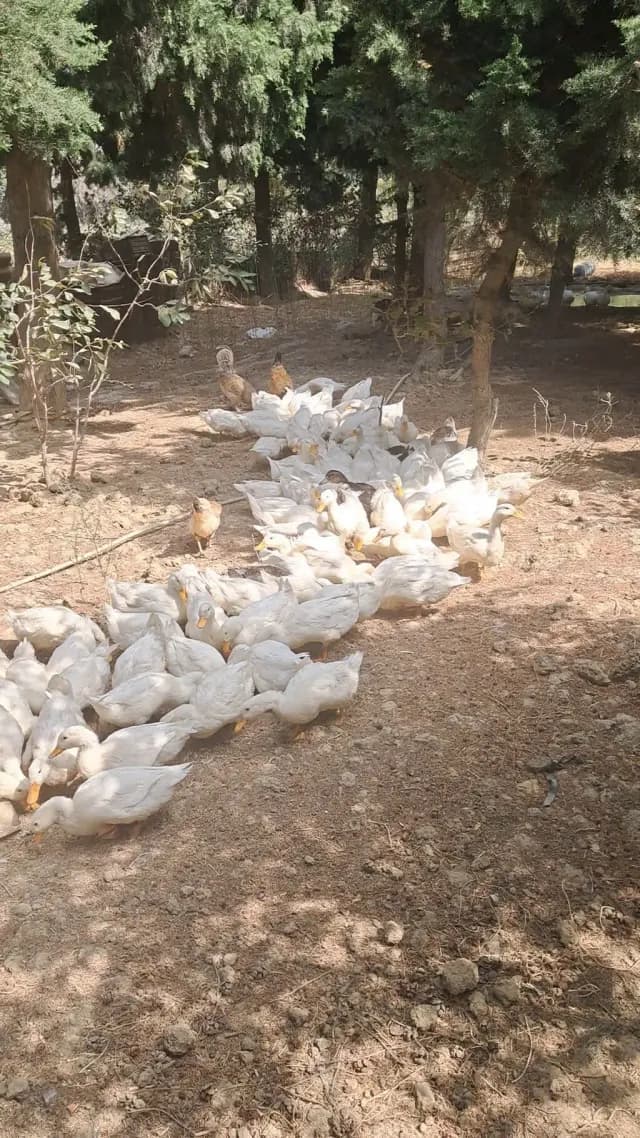 Ördək