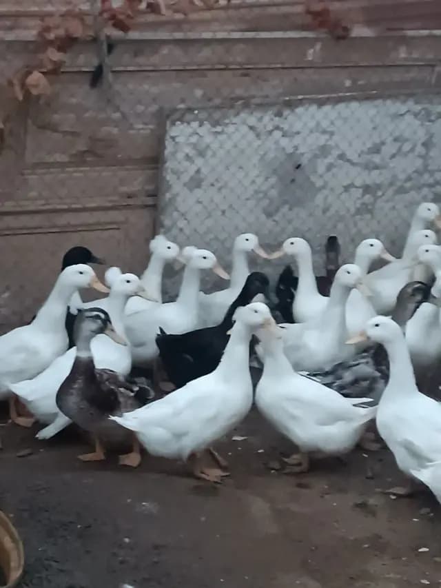Ördək