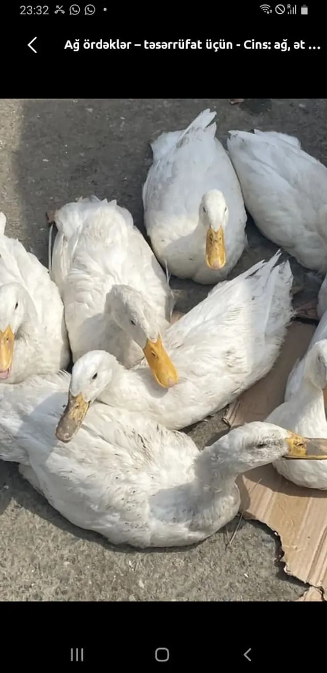 Ördək
