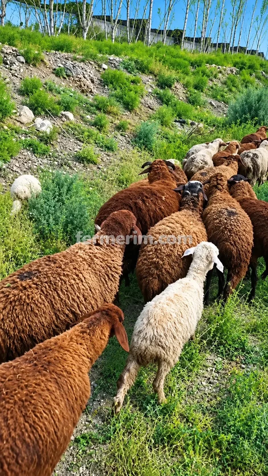 Quzular — şəkil 1