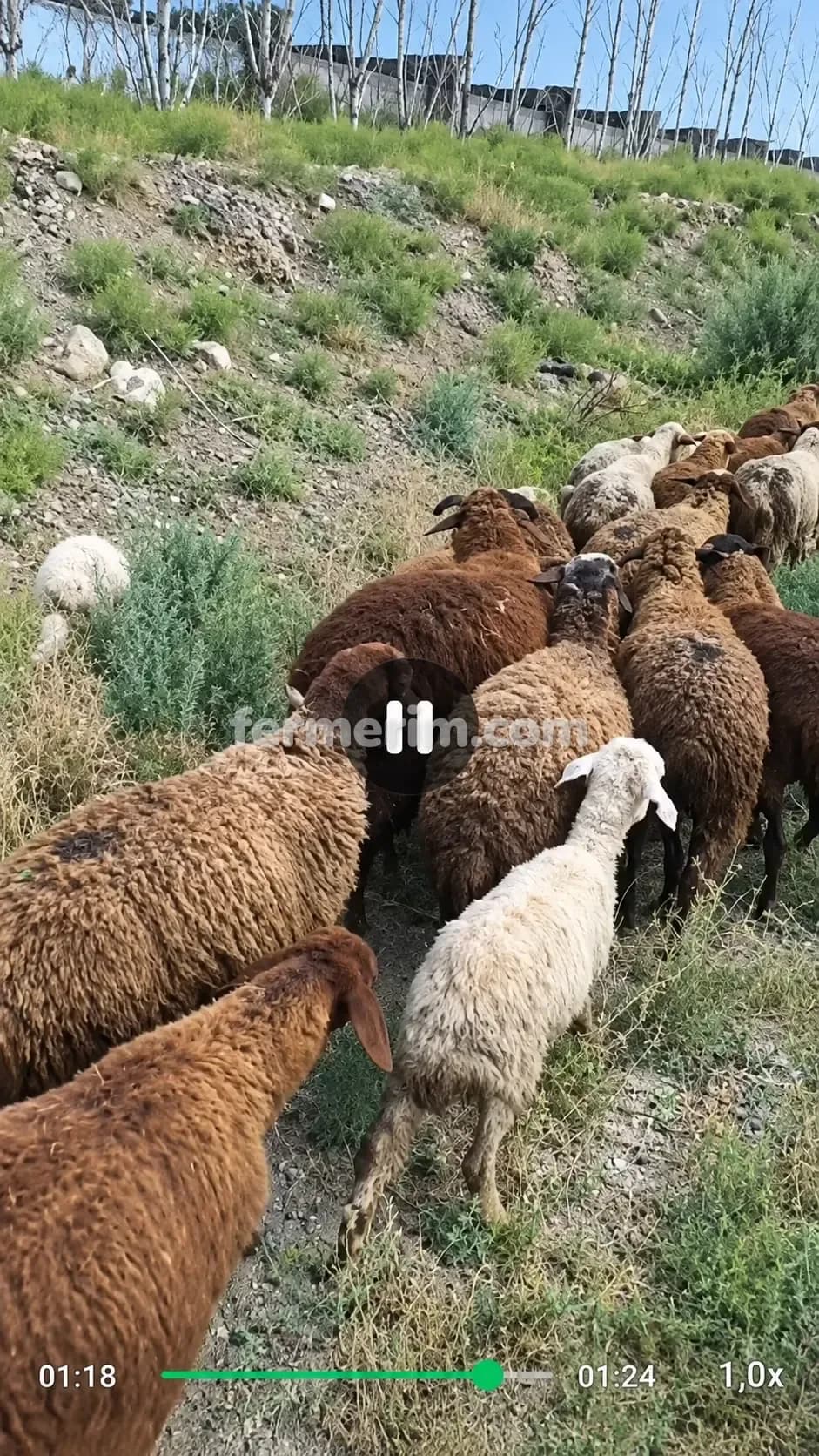 Quzular — şəkil 1
