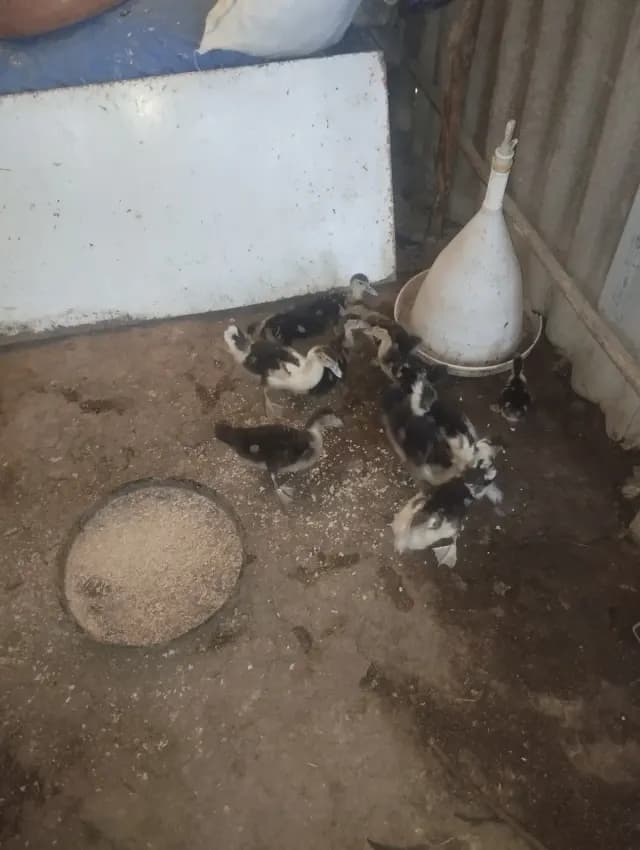 Ördək