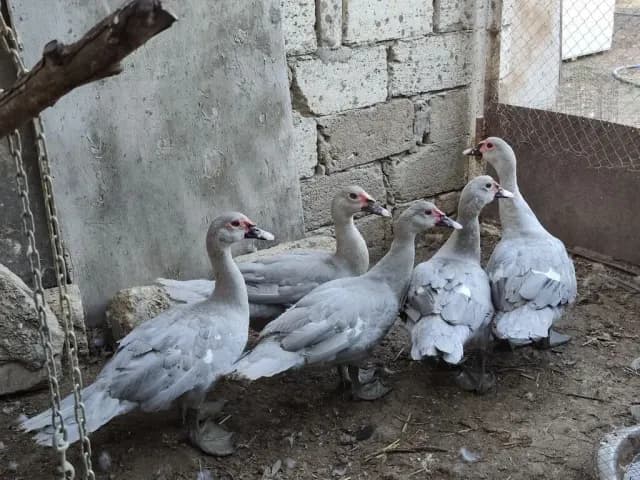Ördək
