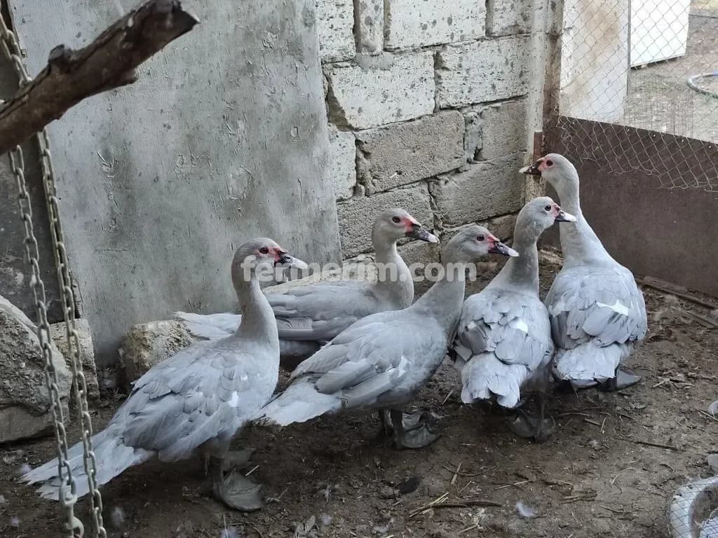 Ördək — şəkil 1