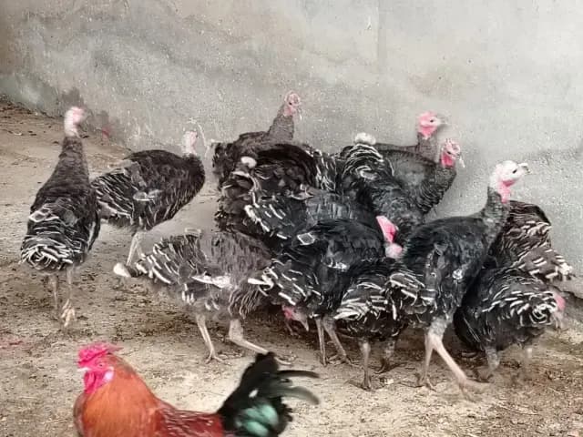 Hinduşka