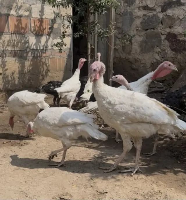 Hinduşka
