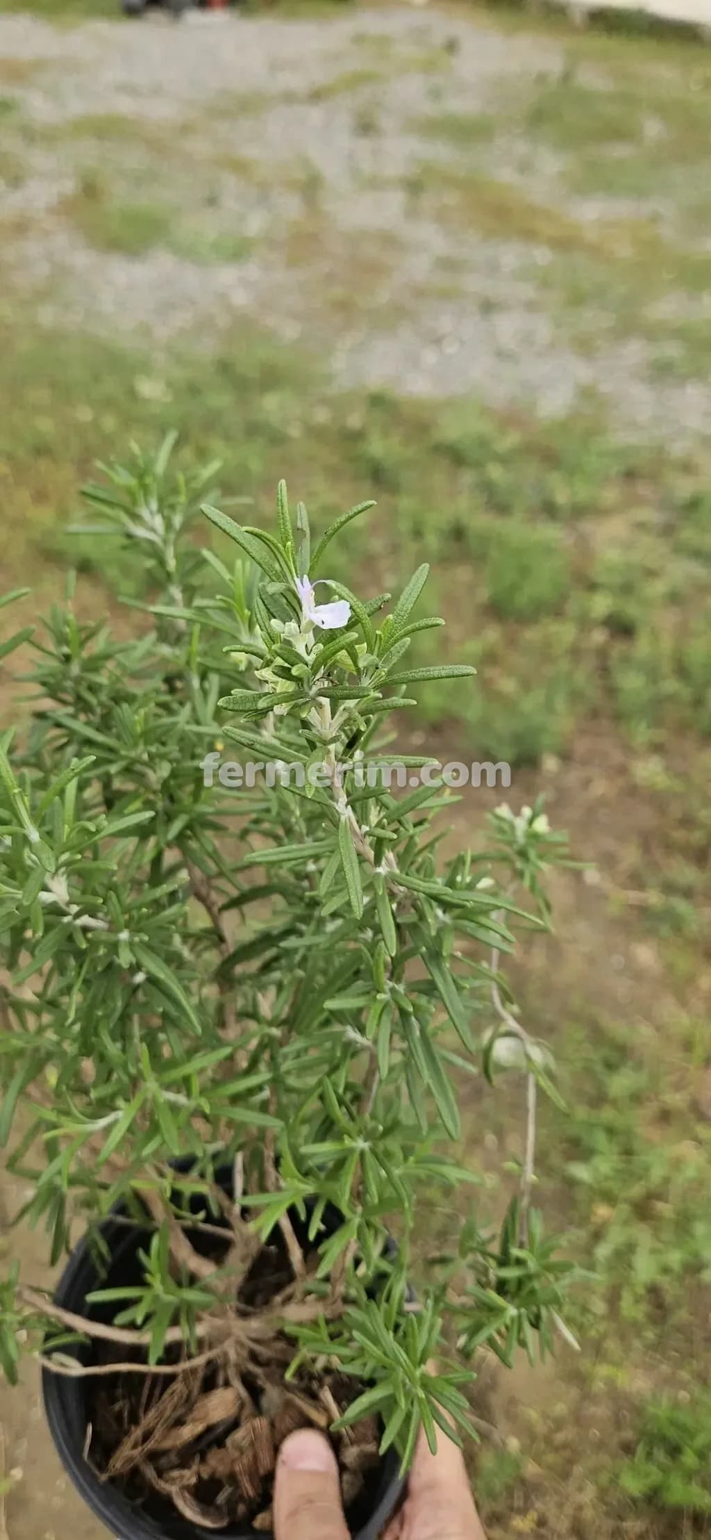 Rozmarin tingi — şəkil 2
