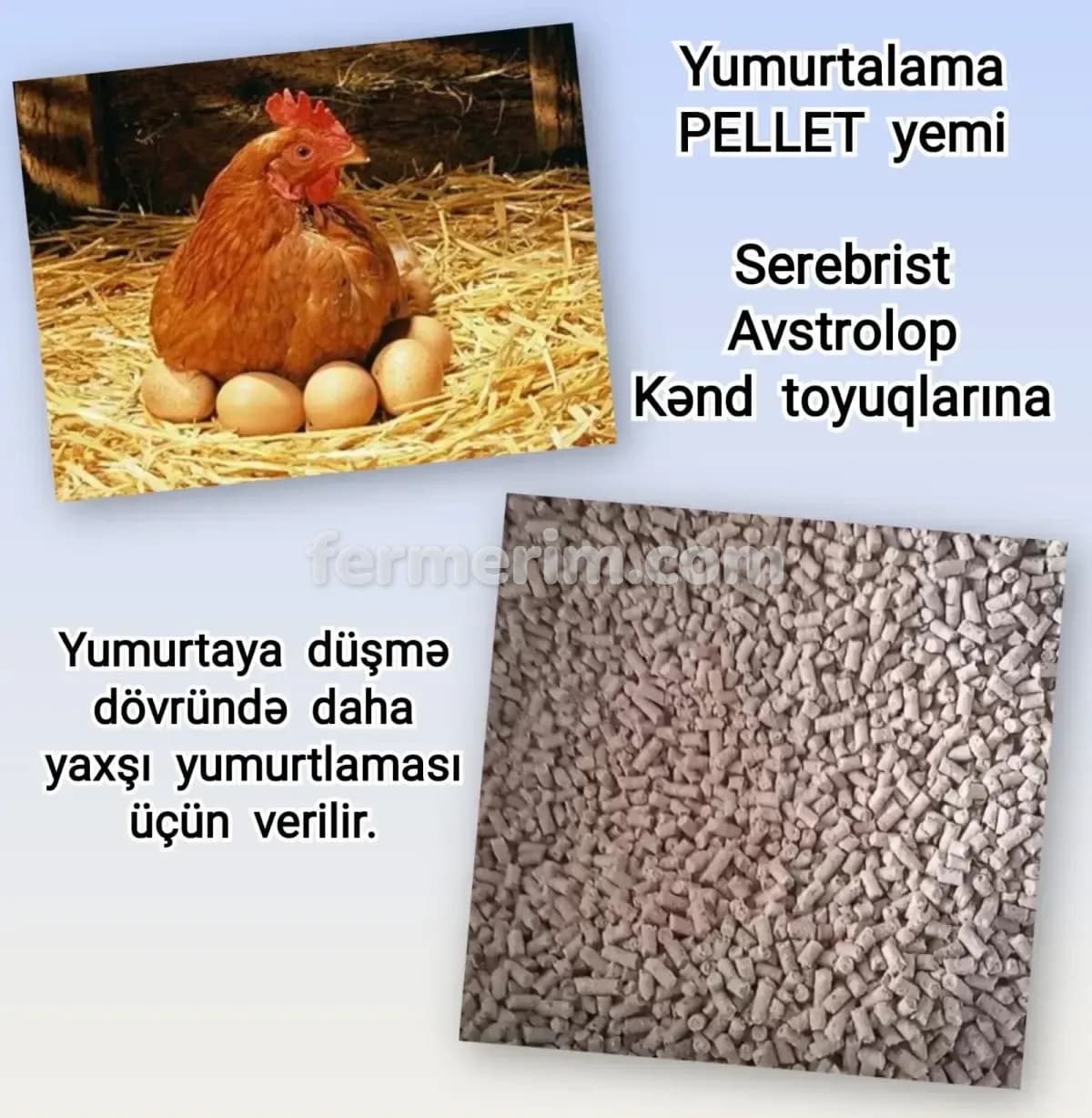Yem — şəkil 1