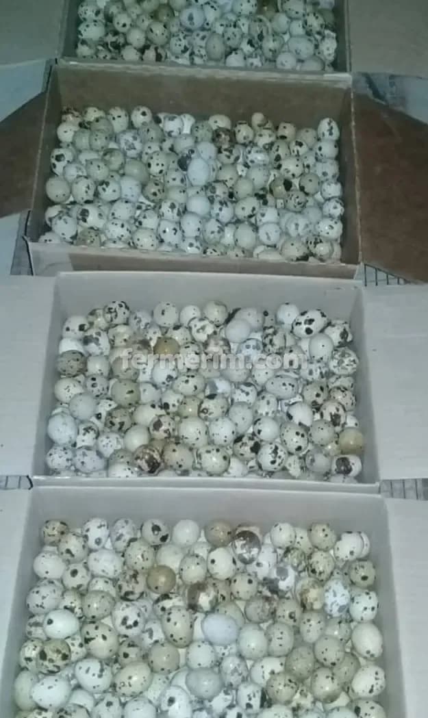 Bildirçin yumurtası — şəkil 6