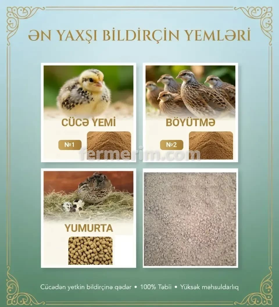 Yem — şəkil 2