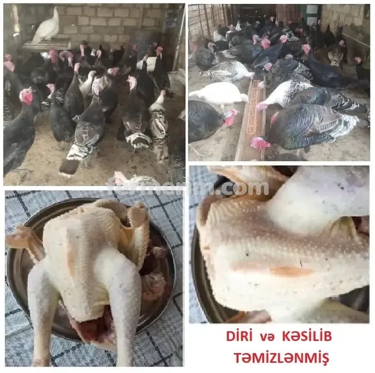 Toyuqlar — şəkil 5