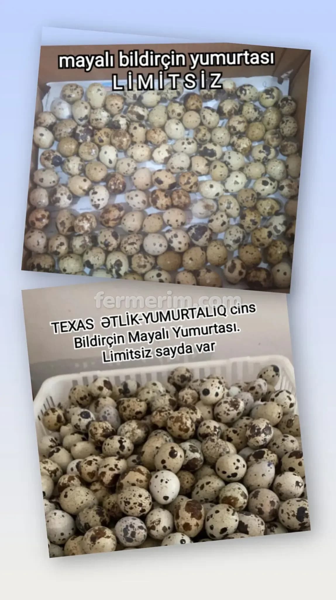 Bildirçin yumurtası — şəkil 3