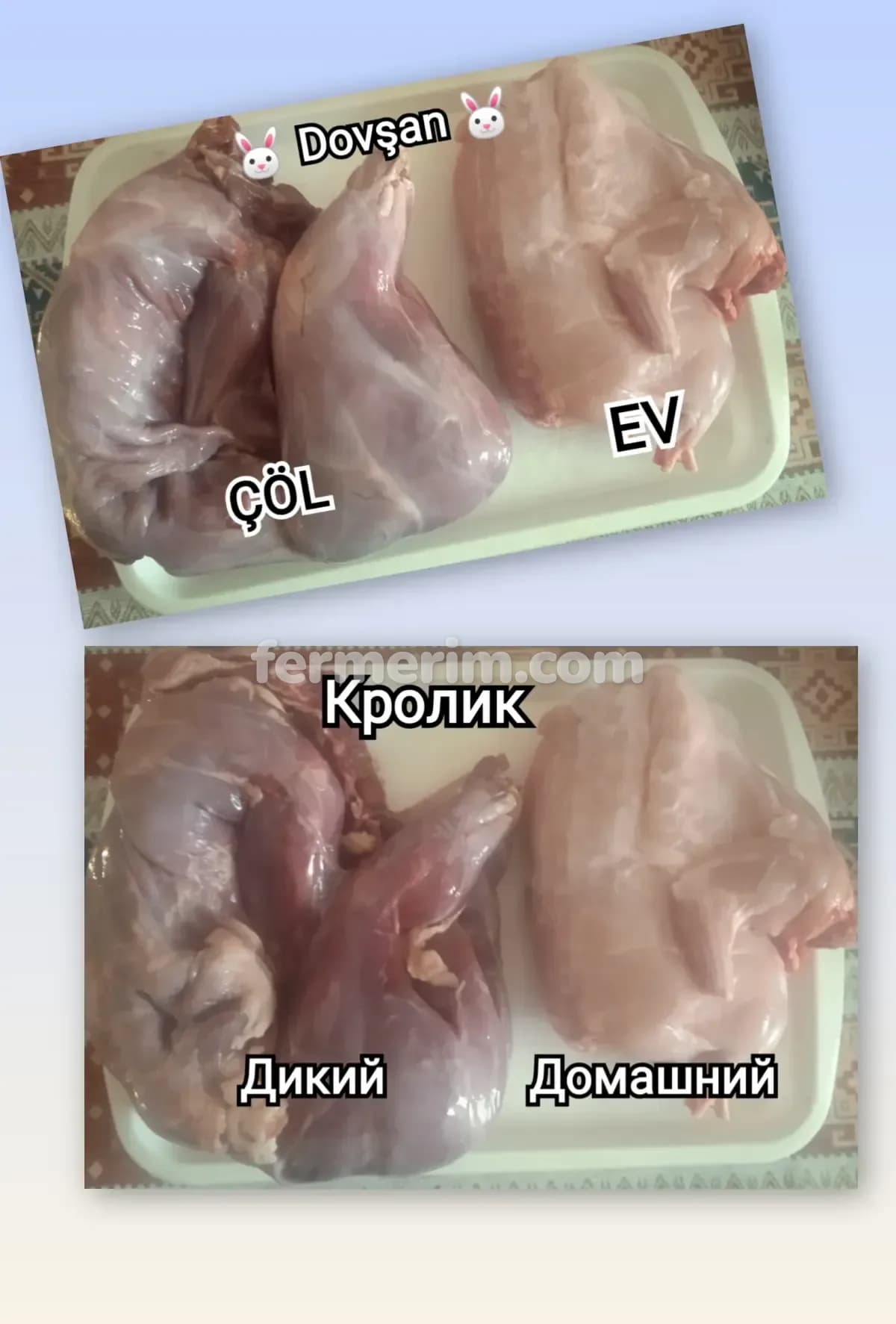 Dovşan əti — şəkil 2
