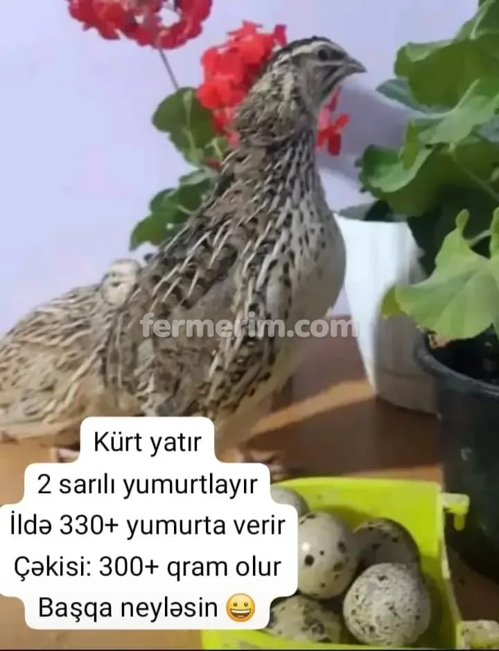 Bildirçin — şəkil 3