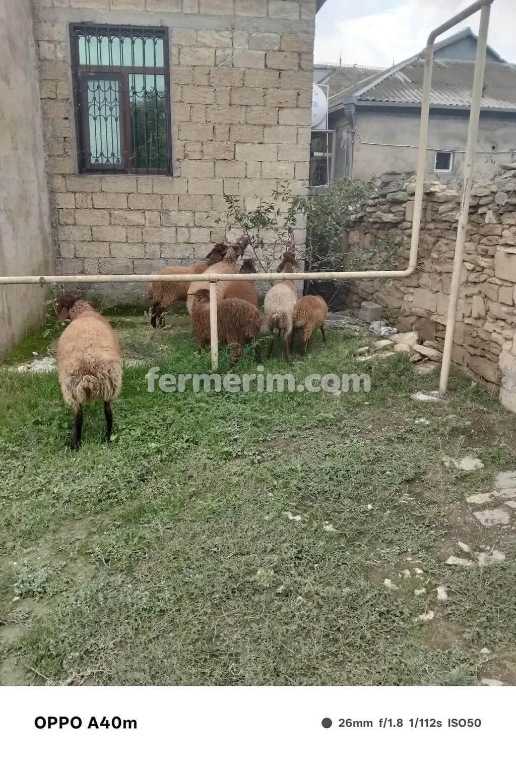 Qoyunlar — photo 1
