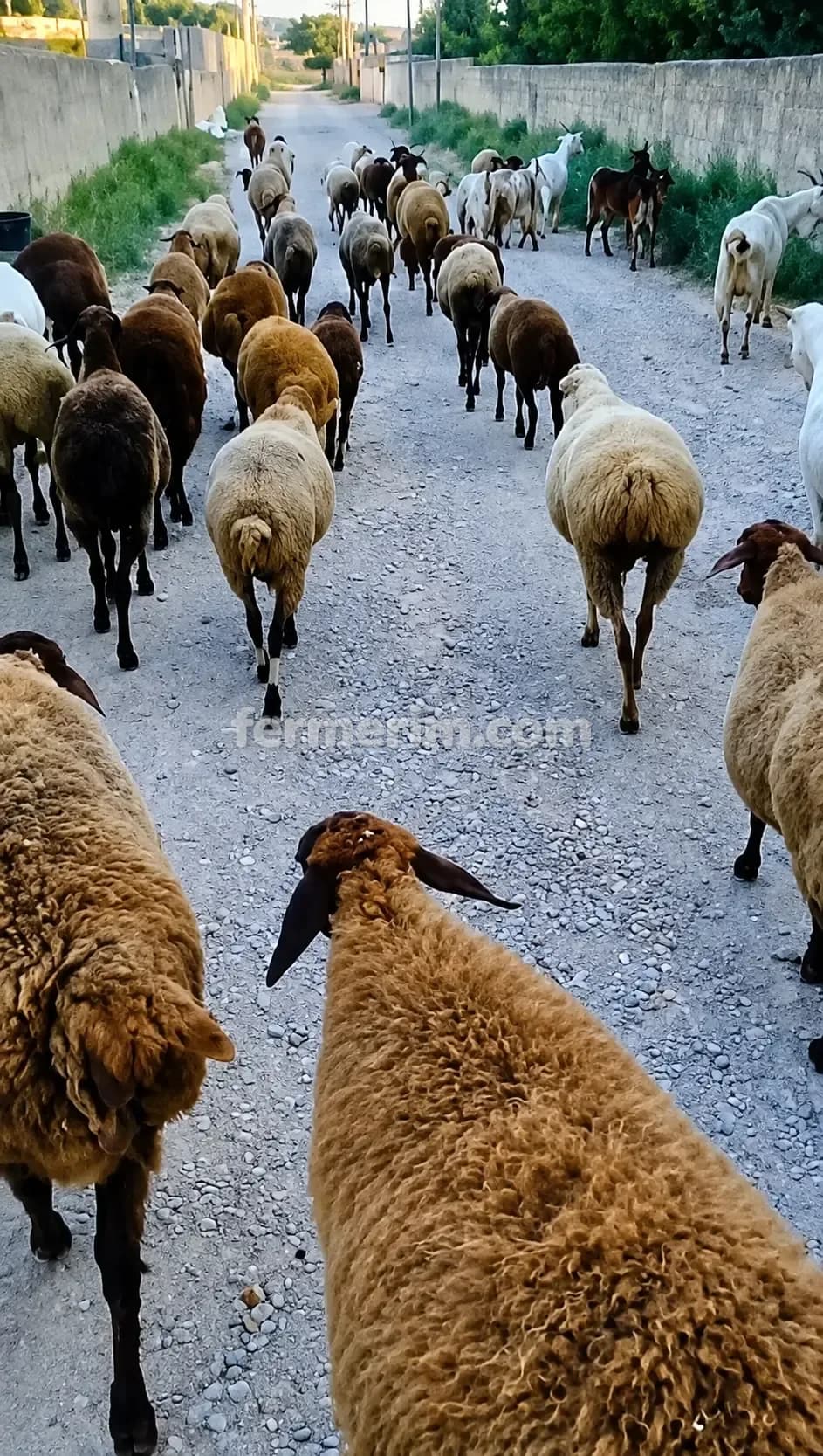Qoyunlar — photo 1