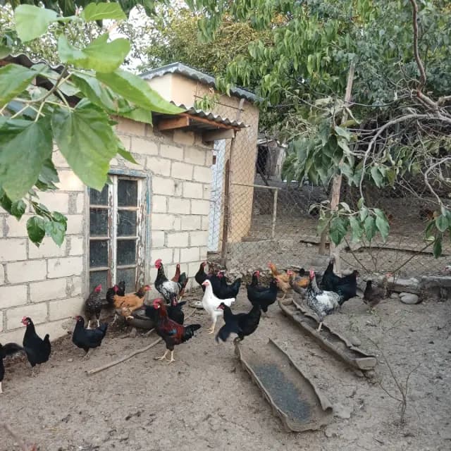 Çolpalar