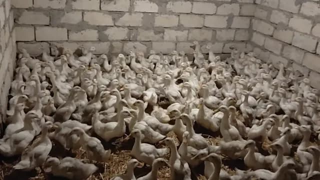 Pekin ördəyi