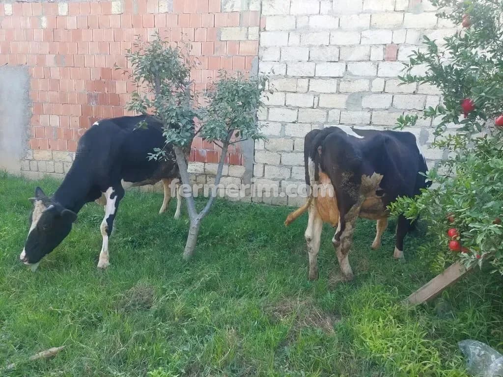 Danalar — photo 1