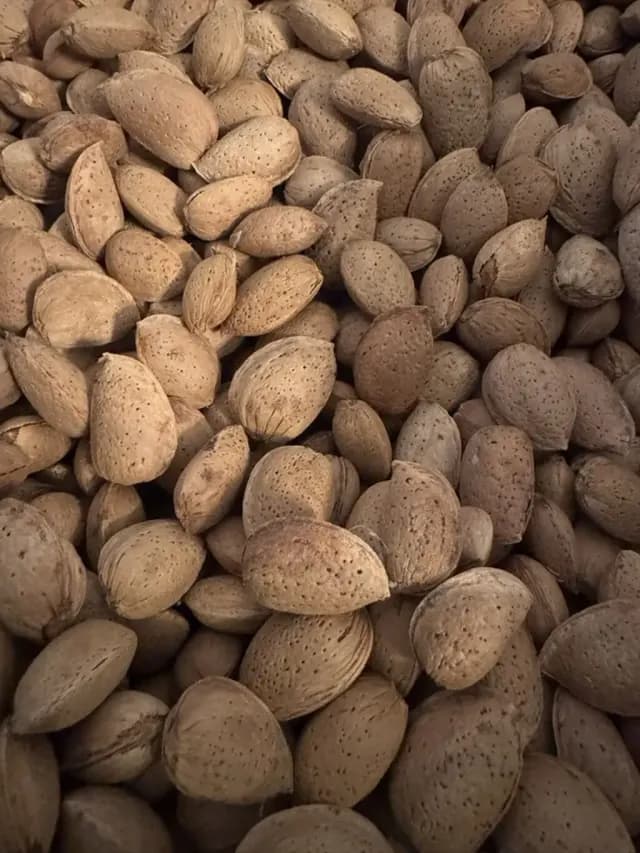 Badam
