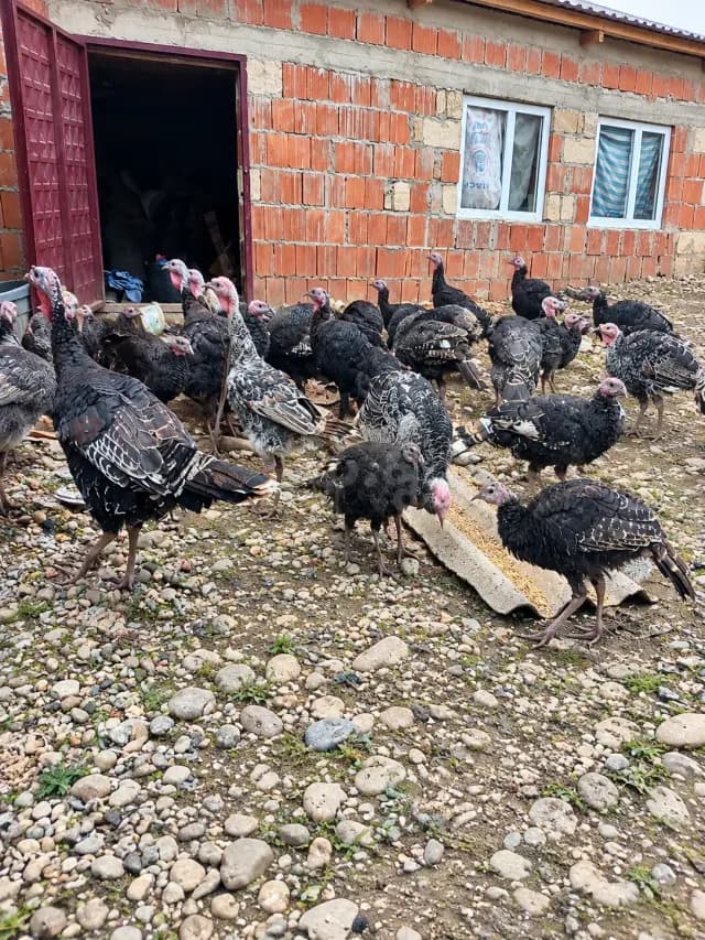 Hinduşka