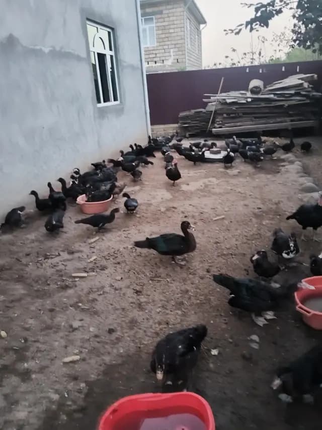 Ördək